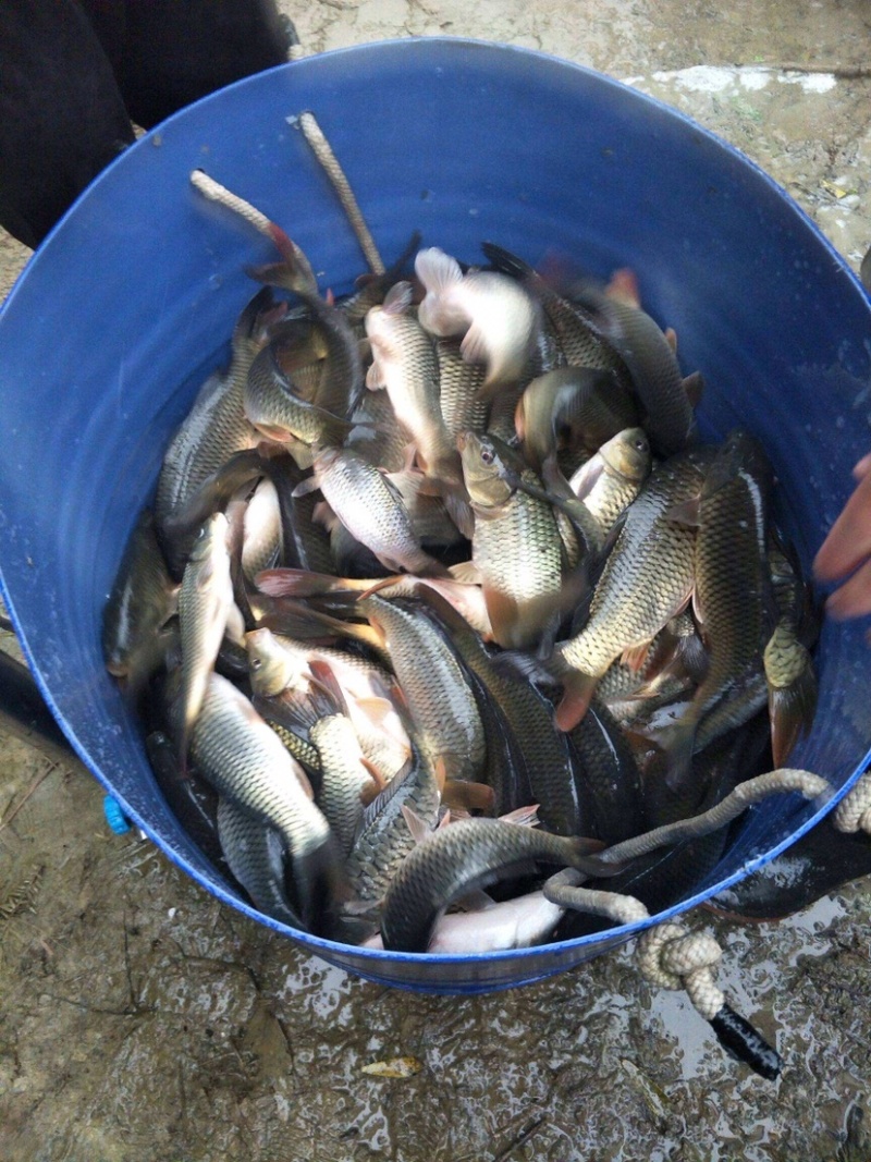 热销！！鲤鱼垂钓下塘，规格齐全，送货上门，包成活！