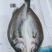 三去海鲈鱼七星鲈鱼花鲈鱼深海鱼海鲜水产开背去腮去内脏