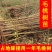 毛桃树苗规格齐全0.8-3公分1-2年苗量大从优