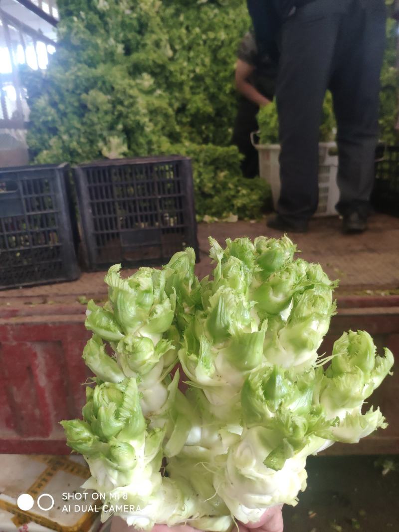 儿菜(基地货精品货）