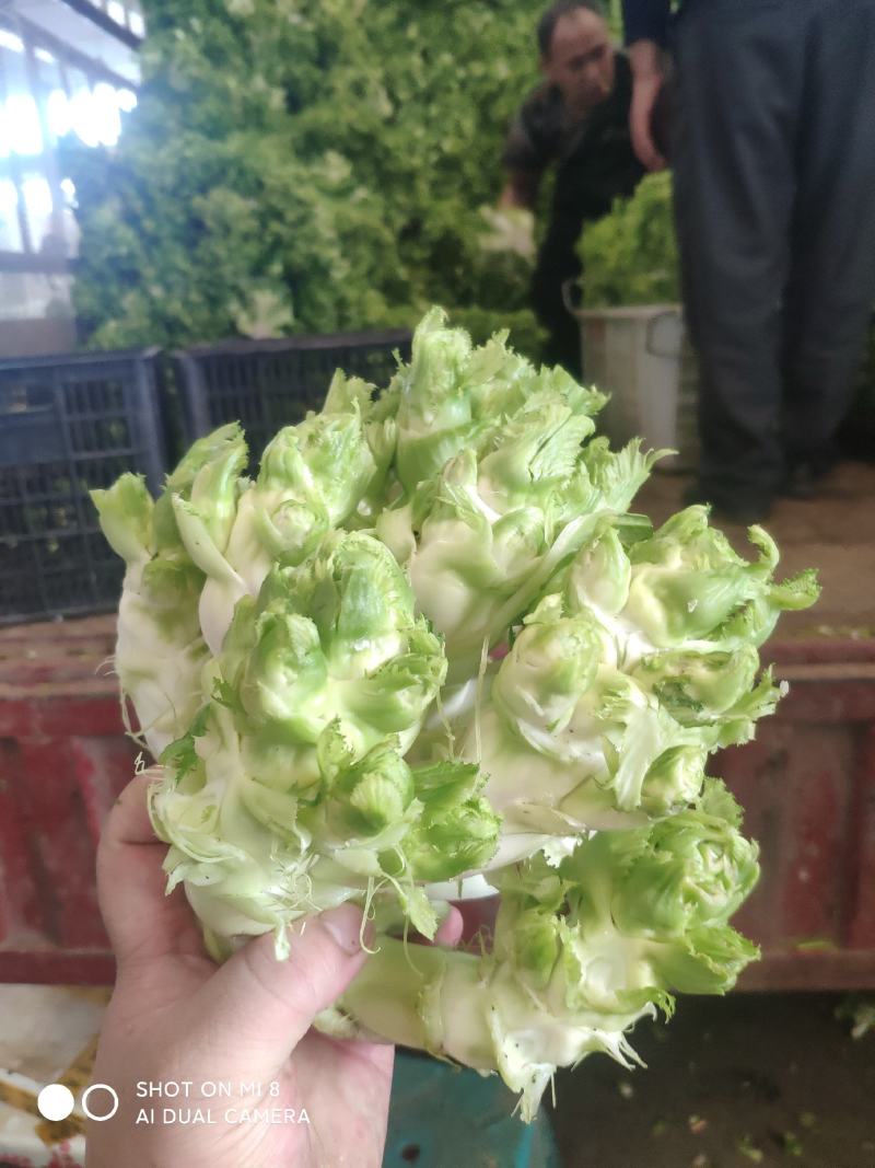儿菜(基地货精品货）