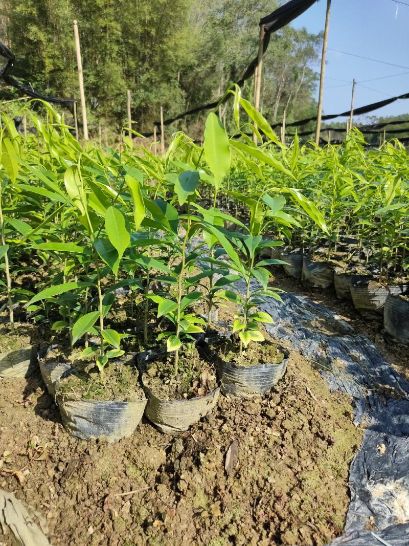 沉香苗，幼苗，现拔现发