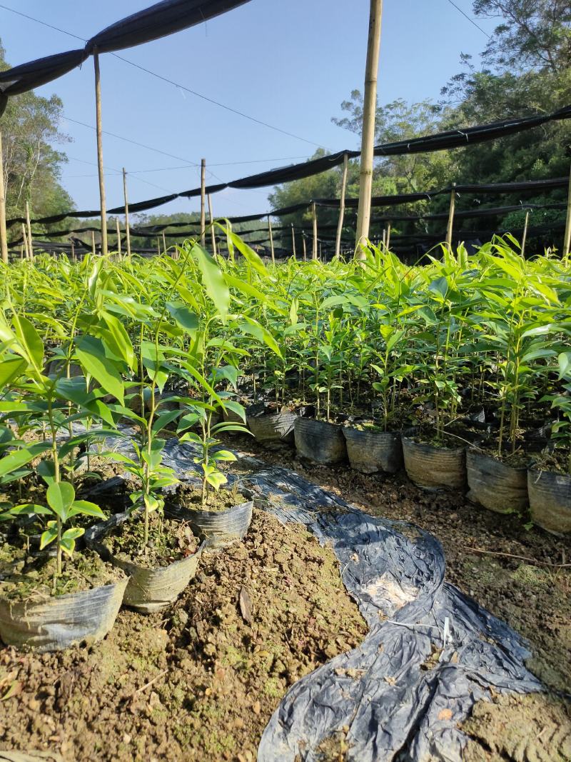 沉香苗，幼苗，现拔现发