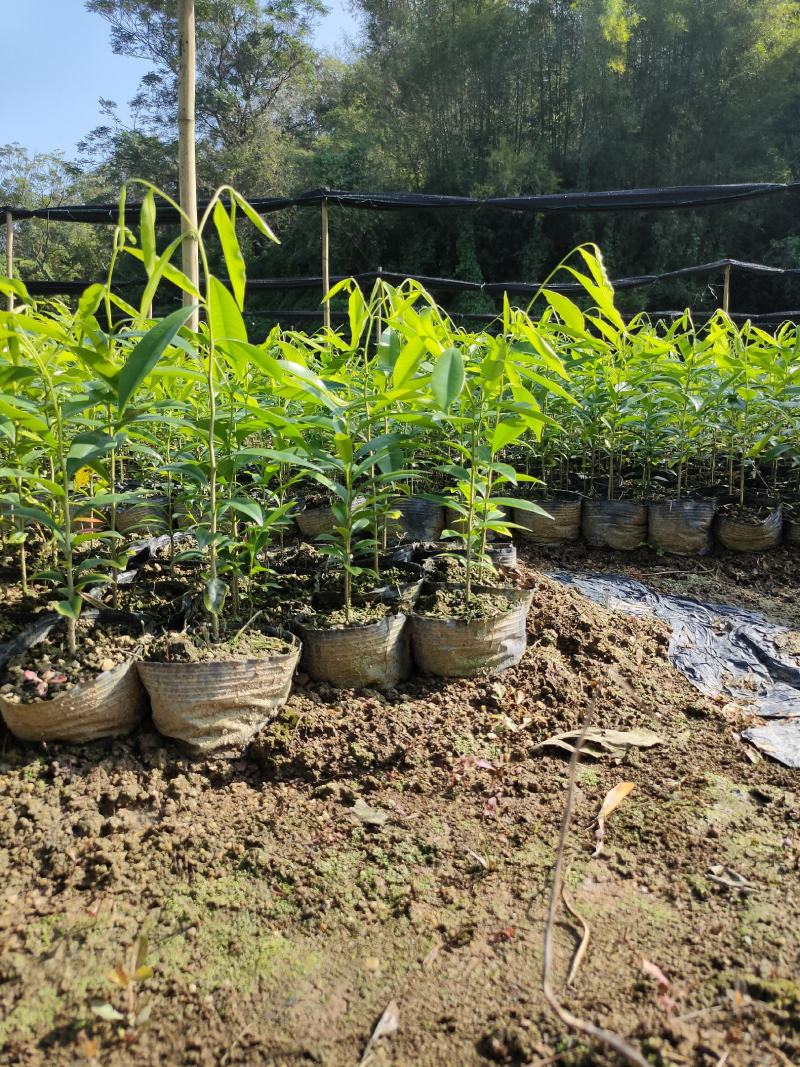 沉香苗，幼苗，现拔现发