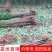河南毛桃树苗蟠桃沙红大久保1-3年生嫁接成品桃苗