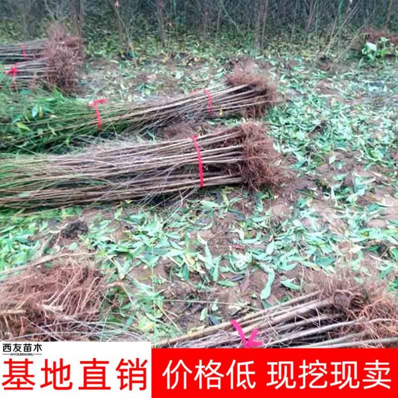 河南毛桃树苗蟠桃沙红大久保1-3年生嫁接成品桃苗