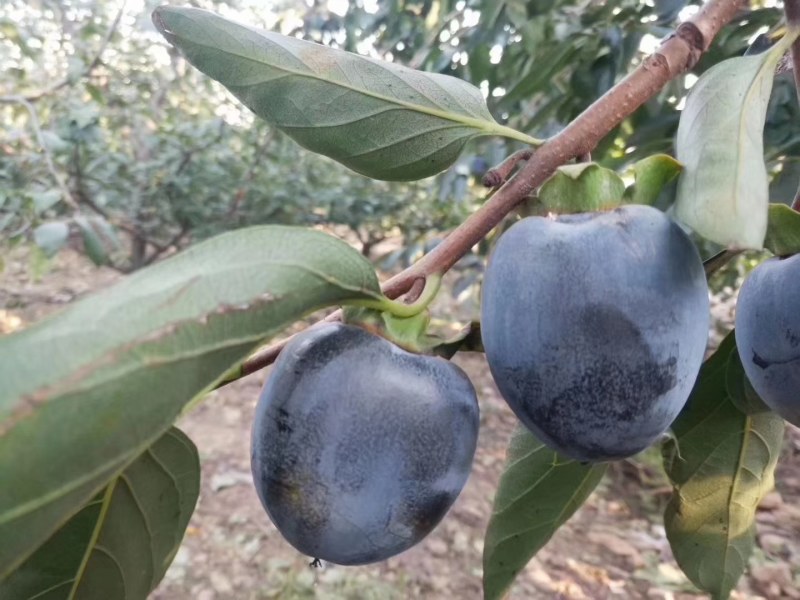 黑柿子苗，保证品种，现起现发，保证成活率，提供种植技术