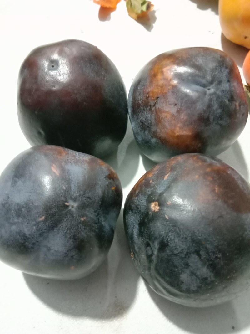黑柿子苗，保证品种，现起现发，保证成活率，提供种植技术