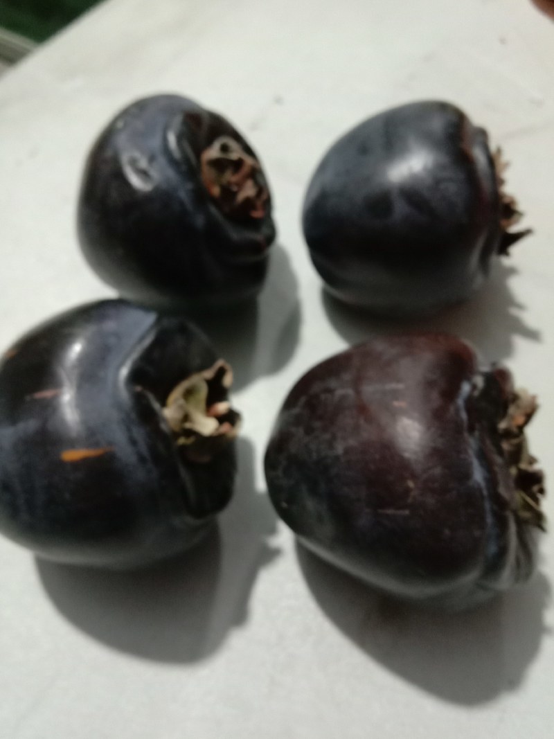黑柿子苗，保证品种，现起现发，保证成活率，提供种植技术