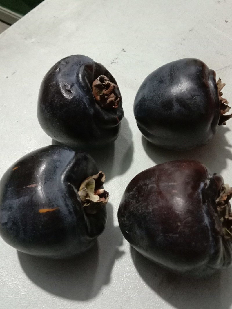 黑柿子苗，保证品种，现起现发，保证成活率，提供种植技术