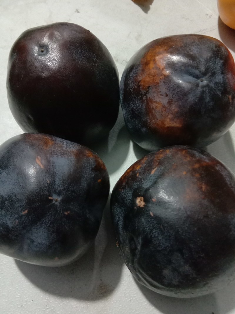 黑柿子苗，保证品种，现起现发，保证成活率，提供种植技术