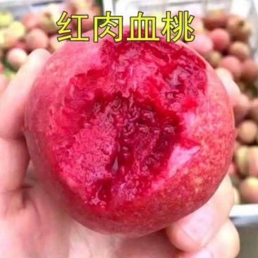 当年嫁接血桃苗，地径0.8左右，现起现发，保证成活率