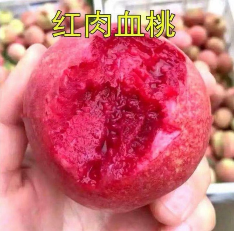 当年嫁接血桃苗，地径0.8左右，现起现发，保证成活率
