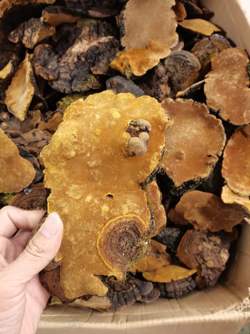 西藏桑树桑黄颜色金黄一手货源