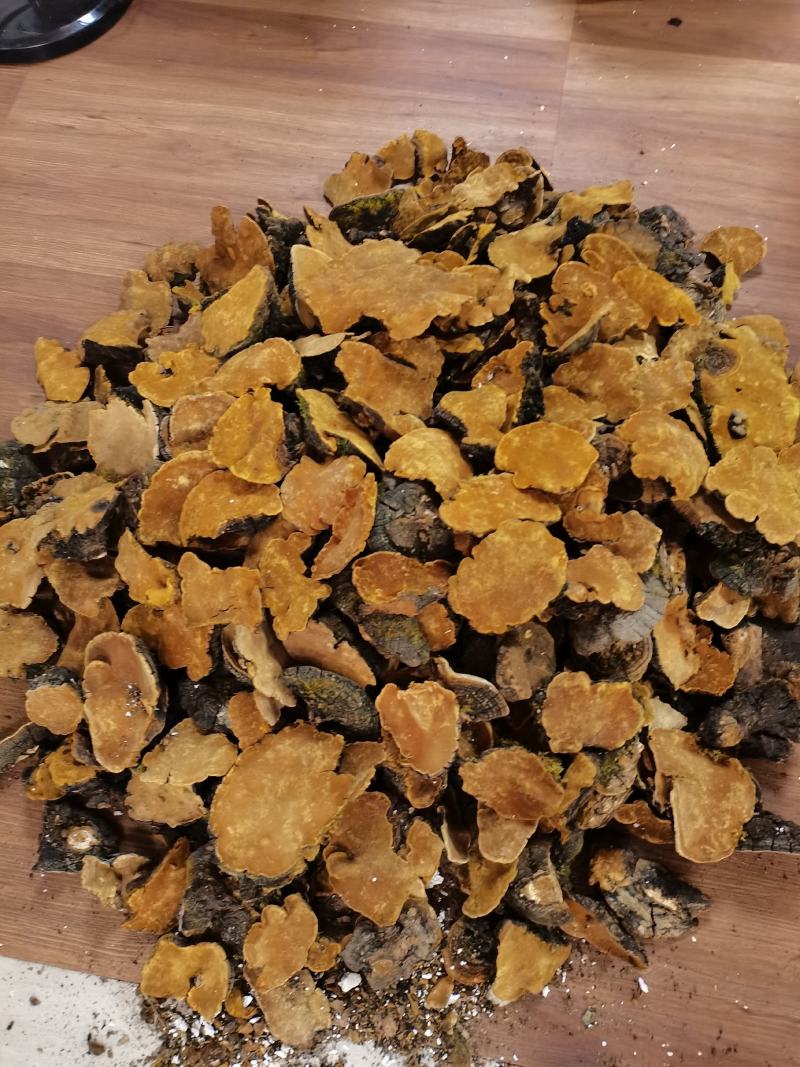 西藏桑树桑黄颜色金黄一手货源