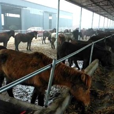 活马新疆马蒙古马育肥马