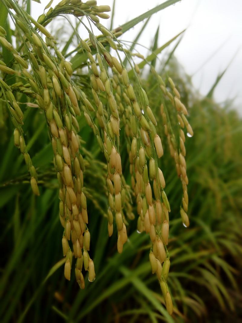 良田吉时DM-7生态大米10kg复合袋装