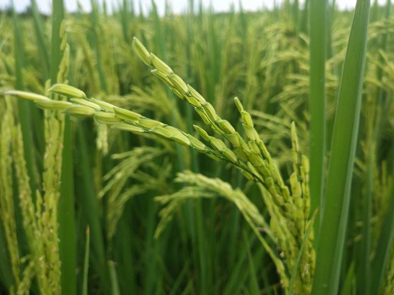 良田吉时DM-7生态大米10kg复合袋装