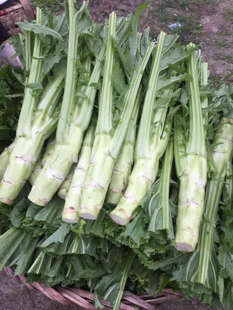 优质精品花叶棒菜。