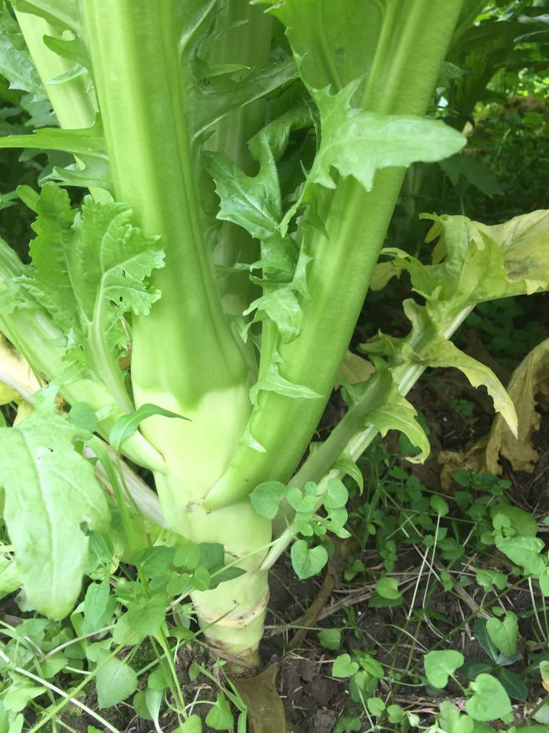 优质精品花叶棒菜。
