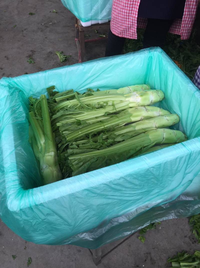 优质精品花叶棒菜。