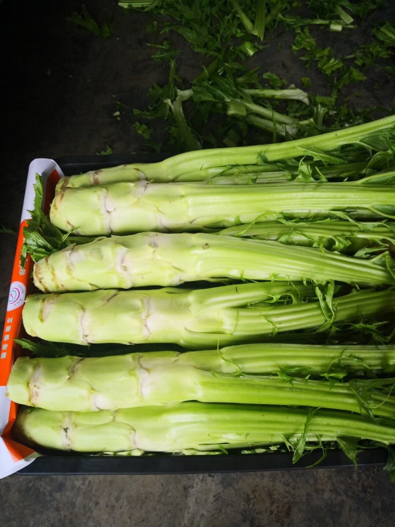 优质精品花叶棒菜。