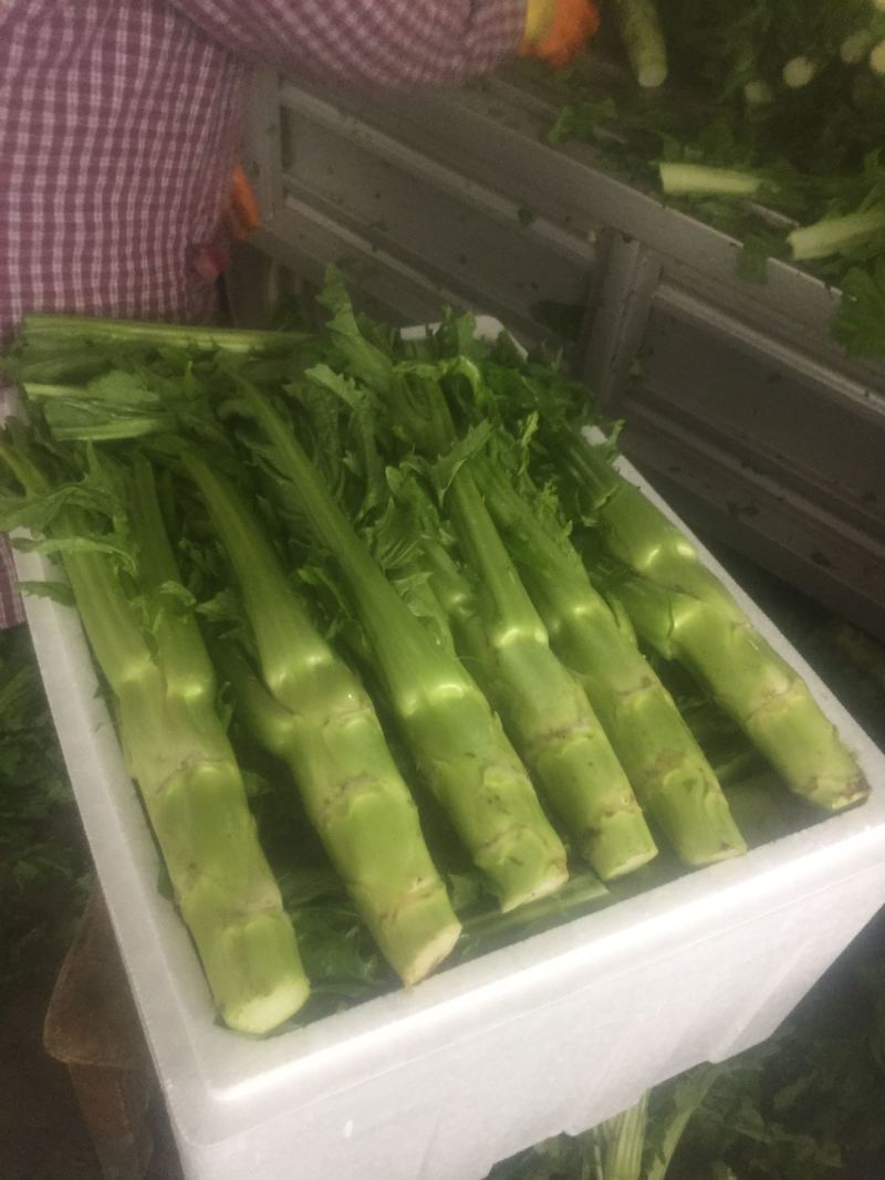优质精品花叶棒菜。