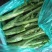 优质精品花叶棒菜。