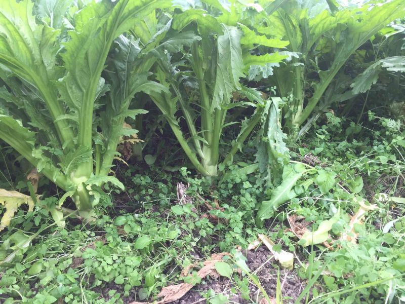 优质精品花叶棒菜。