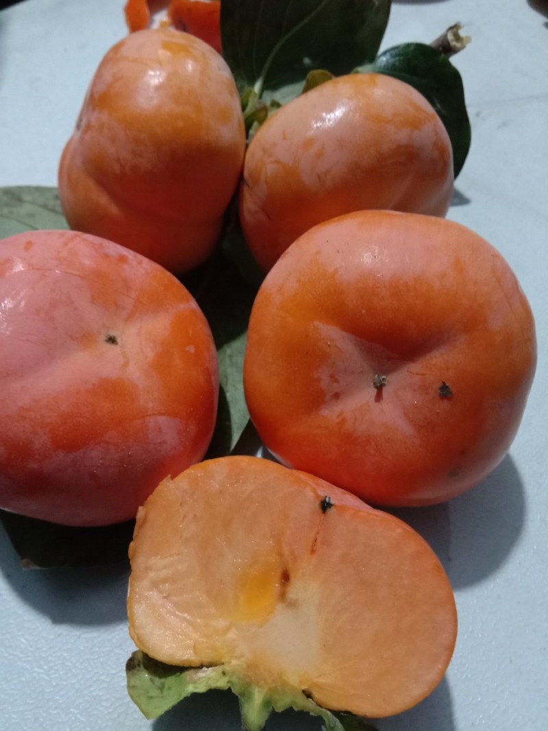 阳丰甜柿子树苗80~100cm