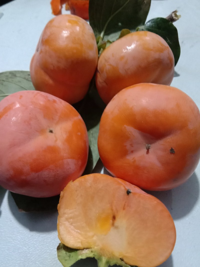 阳丰甜柿子树苗80~100cm