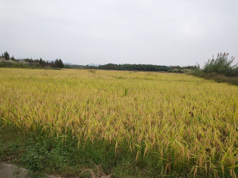 良田吉时DM-2富硒大米1kg*5袋真空礼盒装