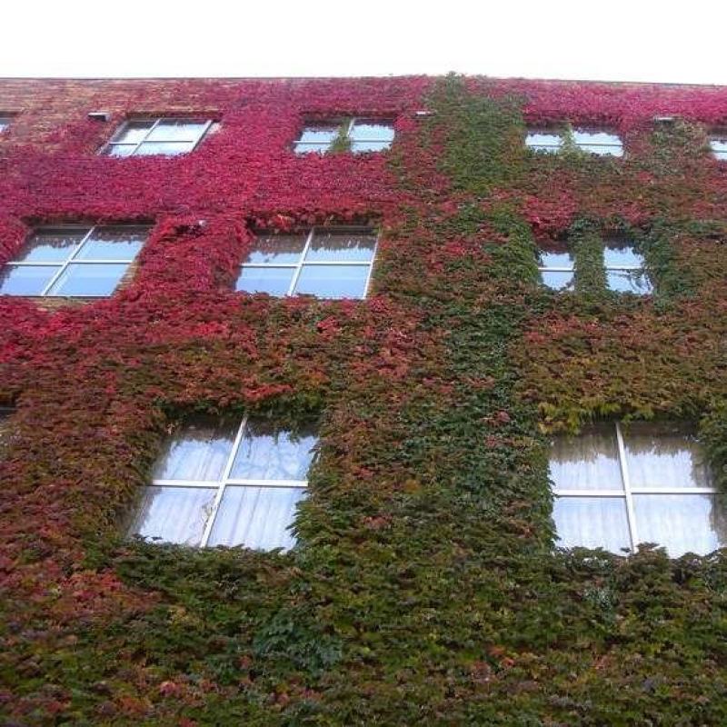 四季常青爬墙虎种子室内爬藤植物种子庭院攀援花卉种子爬山虎