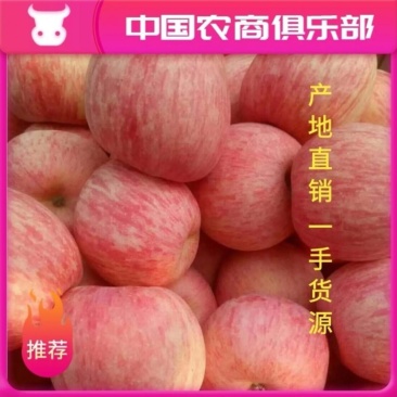 【精品】苹果红富士苹果脆甜多汁对接商超电商出口市场