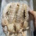 熟冻皮皮虾大公虾婆婆蒸熟虾姑虾爬子新鲜海鲜水产鲜活虾爬