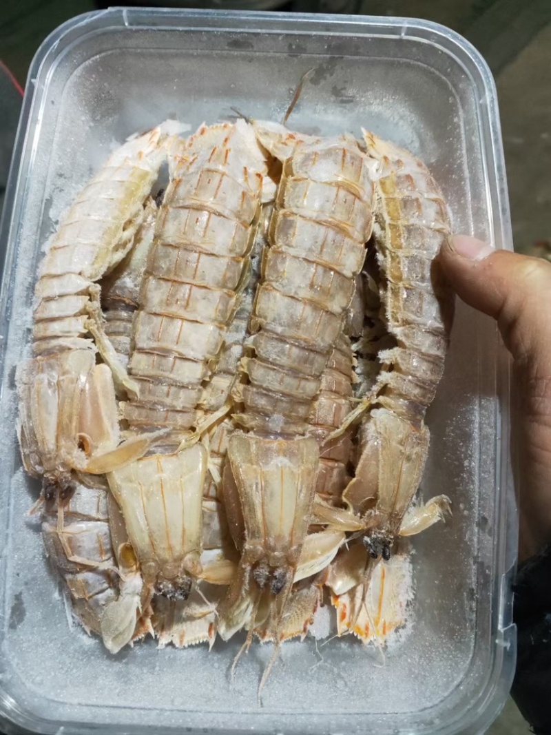 熟冻皮皮虾大公虾婆婆蒸熟虾姑虾爬子新鲜海鲜水产鲜活虾爬