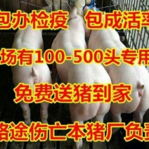 安徽三元仔猪品种齐全，防疫到位，全国发货。专车运输到家。