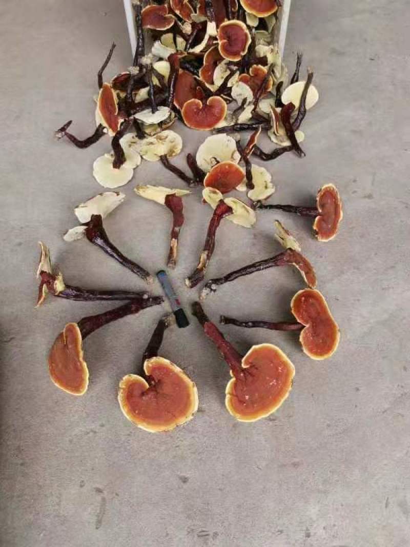 【灵芝】精品金边灵芝，安徽精品灵芝品质保证货源充足