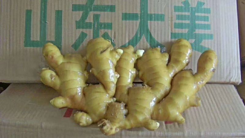 四川精品大黄姜产地一手货源质量保证全国发货量大从优