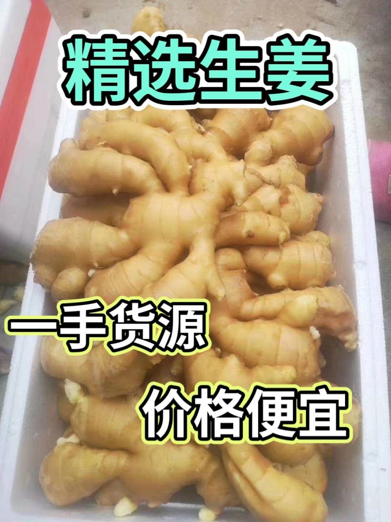 四川精品大黄姜产地一手货源质量保证全国发货量大从优