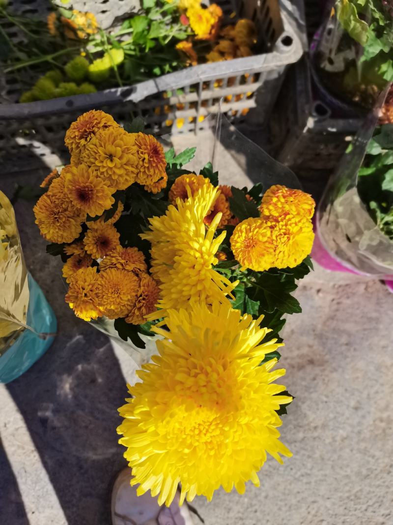 千头菊盆栽带花苞带花植物室外花园耐寒球菊花植物带盆带土花