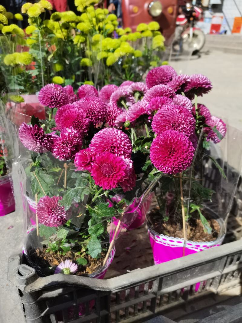 千头菊盆栽带花苞带花植物室外花园耐寒球菊花植物带盆带土花