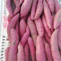 山东高密各品种红薯大量上市，龙九欢迎各位客商前来合作。