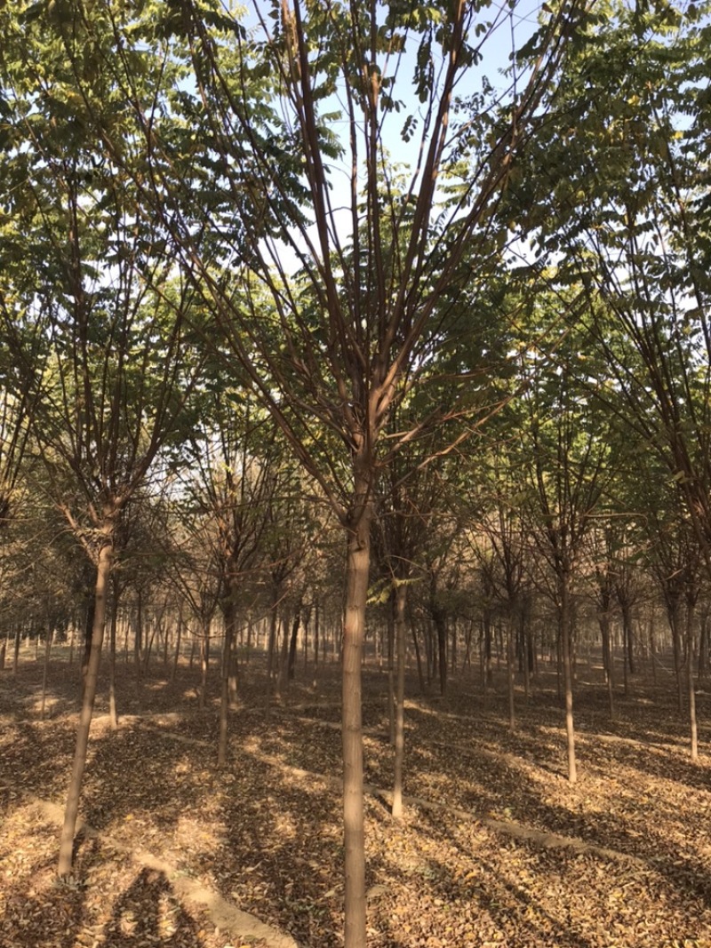 香花槐嫁接香花槐红花刺槐紫花刺槐保定悦诚园林基地