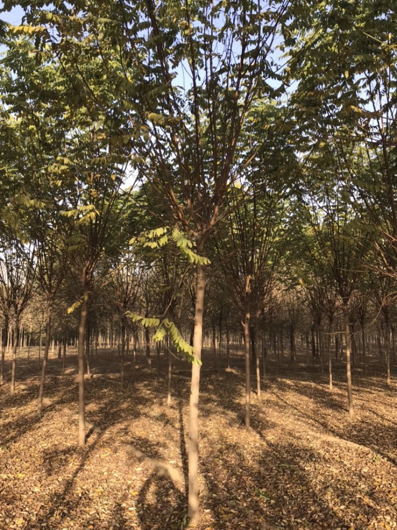 香花槐嫁接香花槐红花刺槐紫花刺槐保定悦诚园林基地