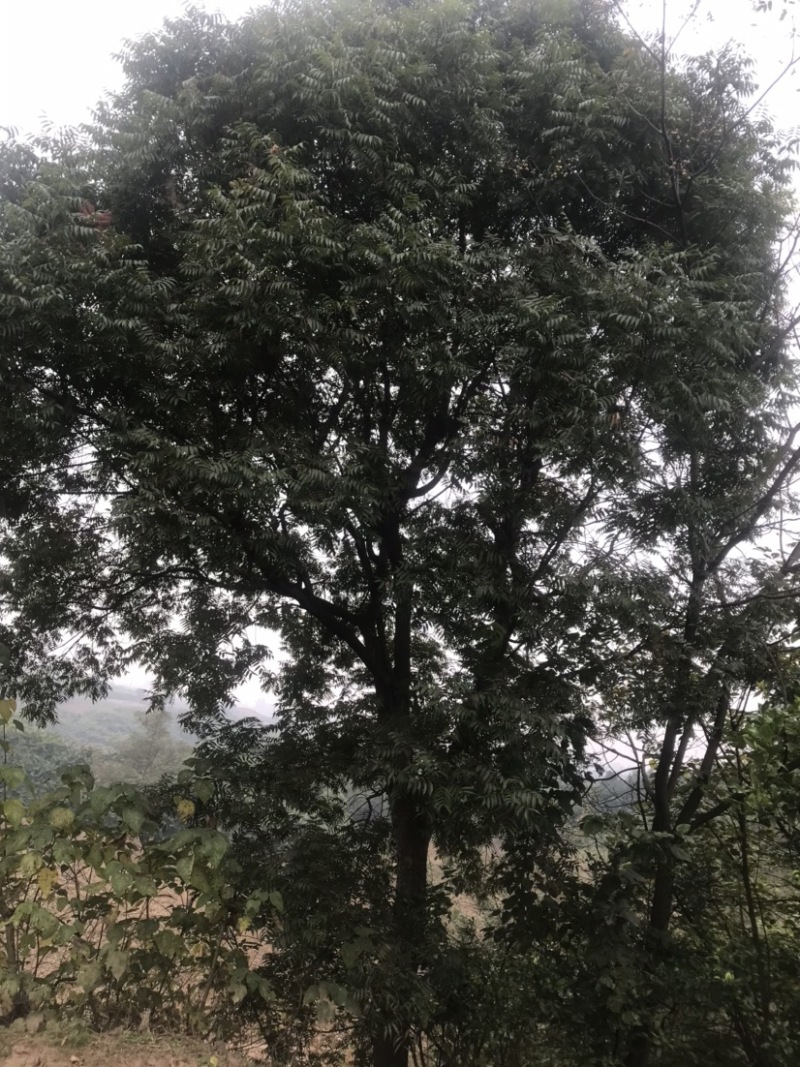 黄连木15-50公分熟货