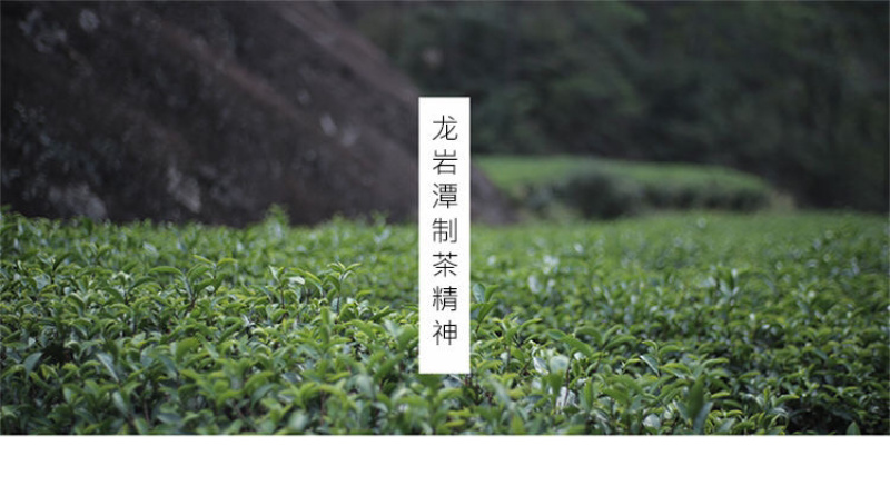 福建武夷山矮脚乌龙茶叶高山茶岩茶乌龙茶500克