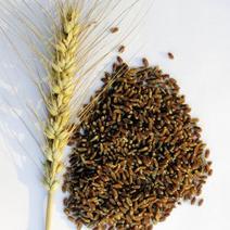 黑小麦种籽，养生黑色食品，特色黑麦新品种春小麦