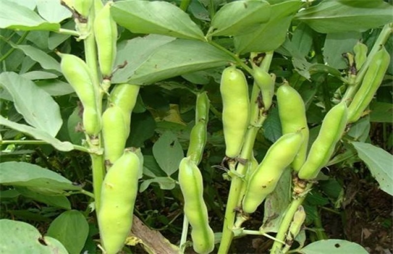 蚕豆种子，三星蚕豆种子，蚕豆大量现货供应