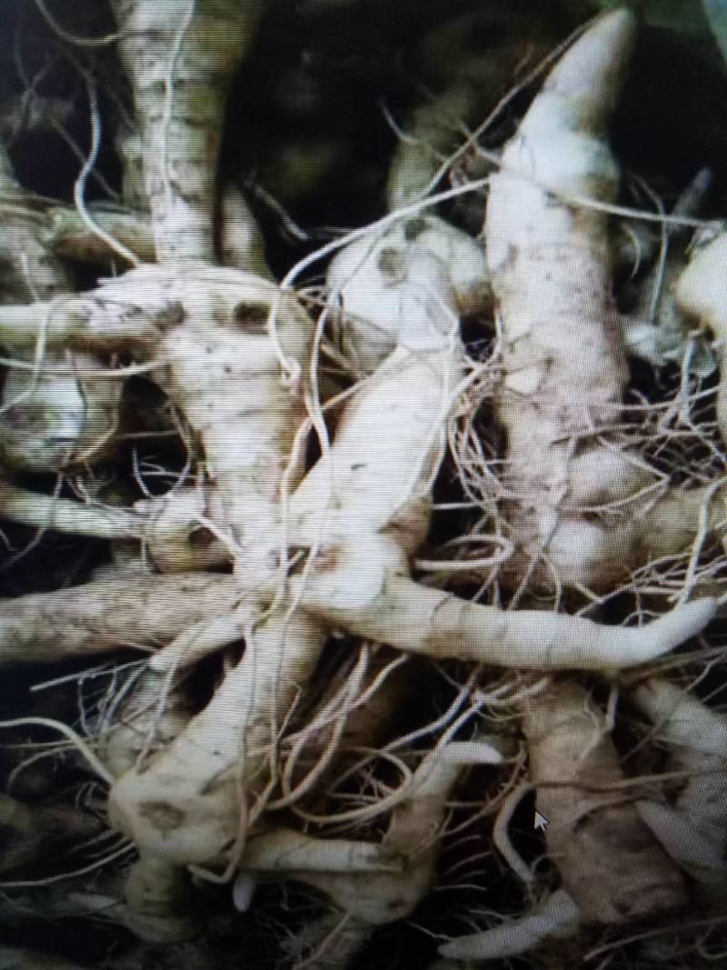 野生甜黄精，又名鸡头参，常年能种，一手货源，下单发货。